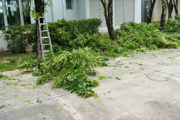 Best Stump Grinding and Removal  in Hudson Oaks, TX