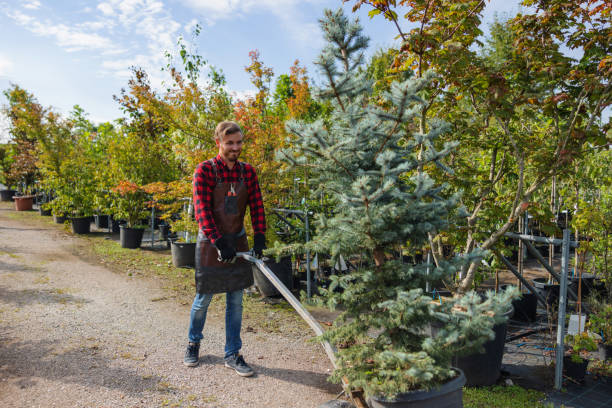 How Our Tree Care Process Works  in  Hudson Oaks, TX